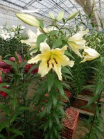 [5184 Baruta VWS No02.JPG]